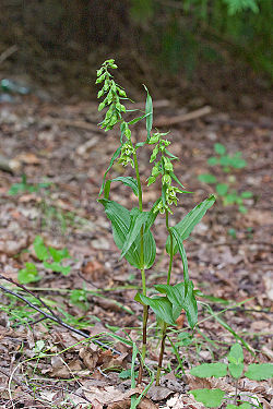 Epipactis phyllanthes - Flickr 003.jpg