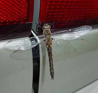 <i>Epitheca stella</i> Species of dragonfly