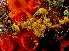 Epitonium billeeanum sur des coraux (leur source de nourritures)