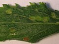 The lower epidermis of a Blackthorn leaf with P. eupadi galls.