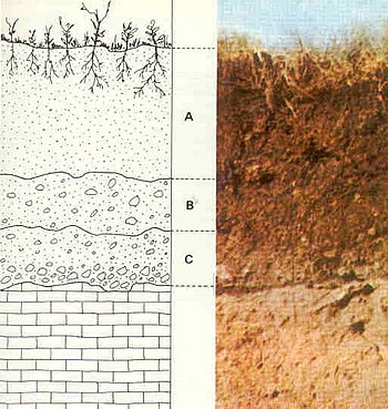 Example soil horizons. a) top soil and colluvi...