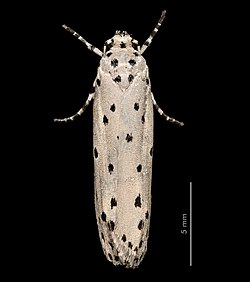 Ethmia nigroapicella dorsal.jpg