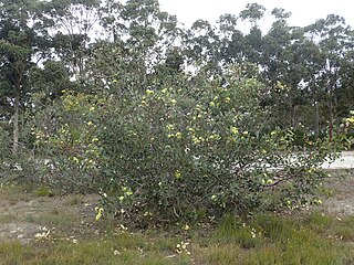 <i>Eucalyptus preissiana</i> Species of eucalyptus