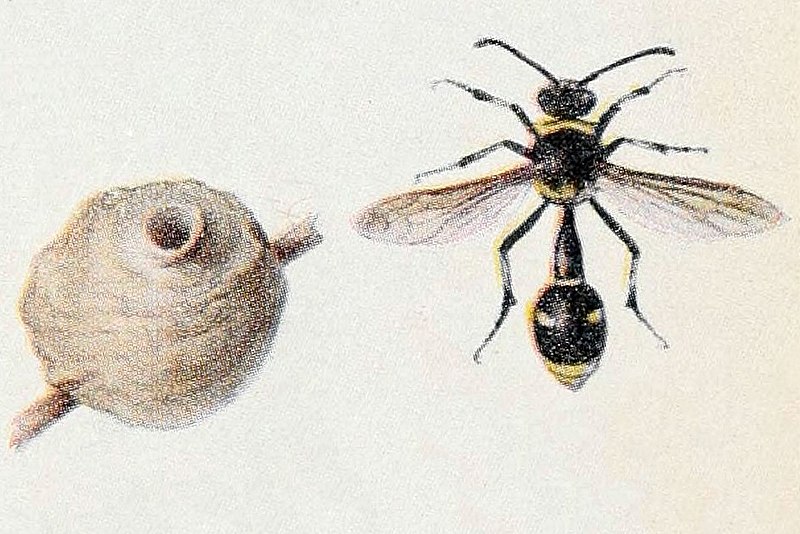 File:Eumenes fraternus Field book of insects (6244371650).jpg