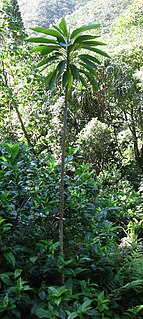 <i>Euphorbia haeleeleana</i> Species of tree