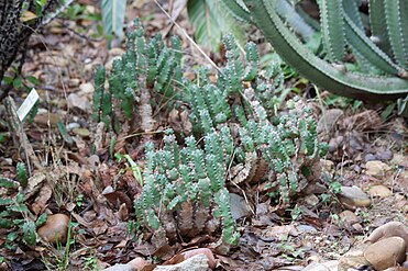 Euphorbia resinifera