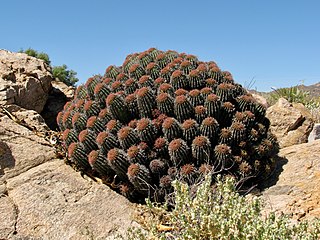 <i>Euphorbia stellispina</i> Species of succulent plant found in southern Africa