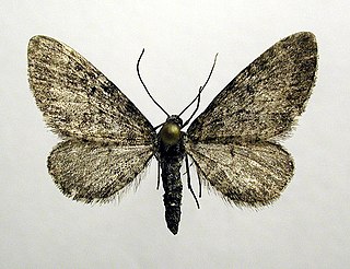 <i>Eupithecia fennoscandica</i> Species of moth