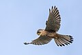 * Nomination A male Eurasian kestrel (Falco tinnunculus) in flight in Franconville, France. --Alexis Lours 07:14, 2 January 2024 (UTC) * Promotion  Support Good quality. --Velvet 09:28, 2 January 2024 (UTC)