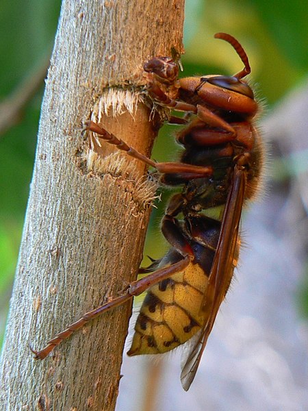 File:European hornet lateral view.jpg