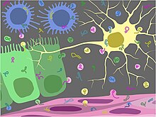 A cartoon representation of the environments in which extracellular RNAs have been discovered. ExRNA cartoon.jpg