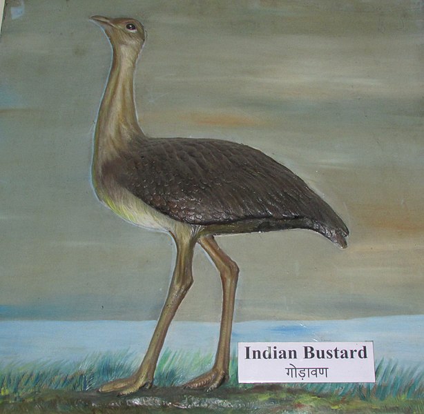 File:Exhibit of Indian Bustard at Regional Museum of Natural History,Bhopal,India.jpg