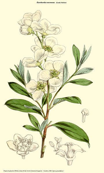 File:Exochorda racemosa (Spirea grandiflora).jpg