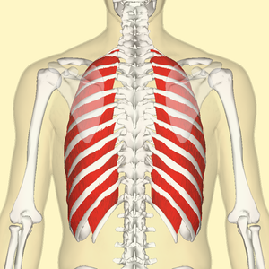 External intercostal muscles back.png