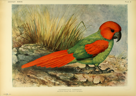 Extinctbirds1907 P8 Necropsittacus borbonicus0297.png