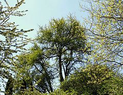 Fan-leaf tree (Ginkgo) in Lüneburg