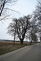 Čeština: Památný strom Lípy u Želetavy, okr. Třebíč. English: Famous tree Lime near Želetava, Třebíč District.