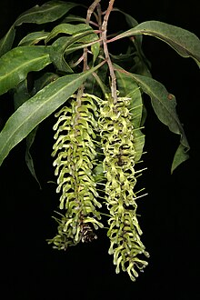 Conospermum longifolium - Wikipedia