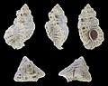 * Nomination Shell of a Rock snail, Favartia minatauros --Llez 05:18, 29 March 2021 (UTC) * Promotion  Support Good quality -- Johann Jaritz 05:40, 29 March 2021 (UTC)