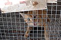 Feral cat in Iraq in 2007 -a.jpg