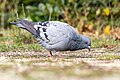 * Nomination A feral pigeon (Columba livia) in France. --Alexis Lours 08:52, 10 January 2024 (UTC) * Promotion  Support Good quality. --Poco a poco 09:29, 10 January 2024 (UTC)