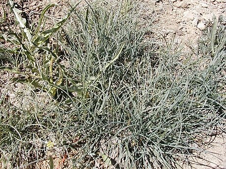 Festuca idahoensis