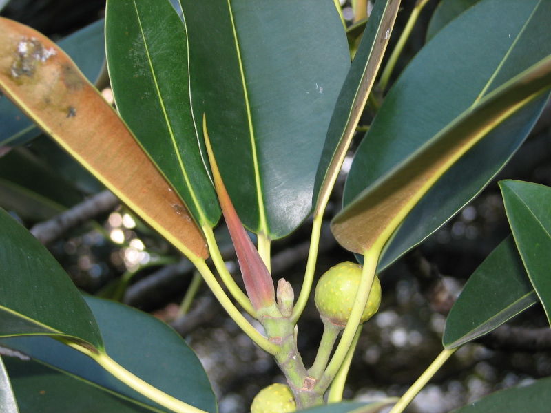 File:Ficus macrophylla leaves fruit.jpg