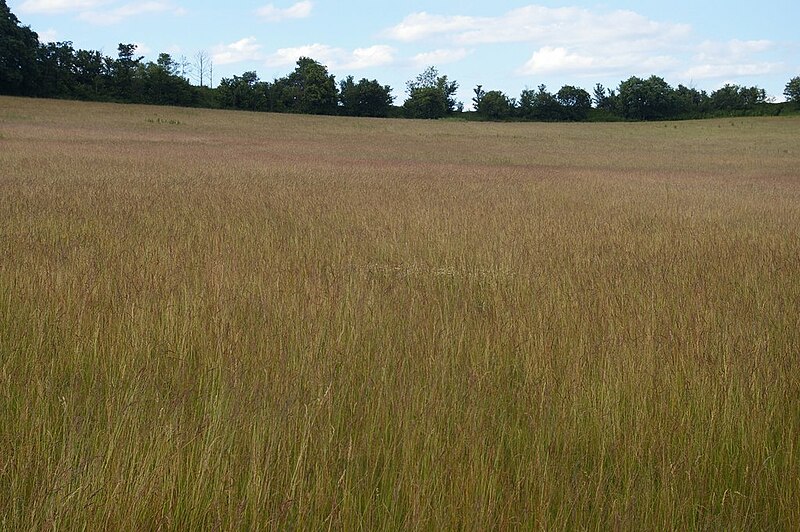 File:Fields south-west of Farnborough - geograph.org.uk - 2226624.jpg