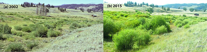 Riparian willow recovery at Blacktail Creek, Yellowstone National Park, after reintroduction of wolves.[vague]
