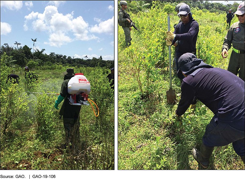 File:Figure 6 Colombian Manual Eradicators Destroying Coca Fields (31352594937).jpg