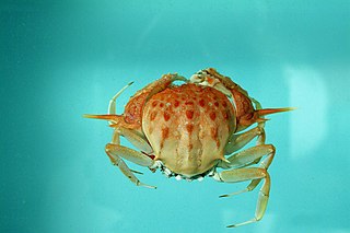 <i>Acanthocarpus</i> (crab) Genus of crabs