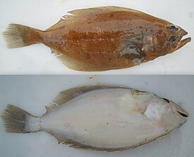 Камбала-ёрш (Hippoglossoides platessoides). Сверху — глазная сторона, снизу — слепая сторона