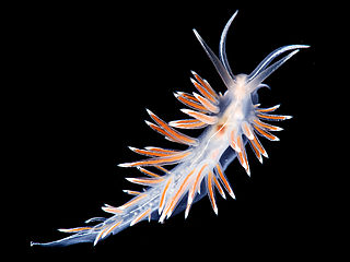 <i>Fjordia lineata</i> Species of gastropod