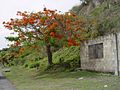Flamboyant Tree in Statia (1263069955).jpg