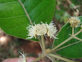 Folhas e inflorecências da Pimenta pseudocaryophyllus