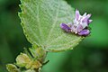 Spin van violette kleur en vergelijkbaar in vorm met een orchidee