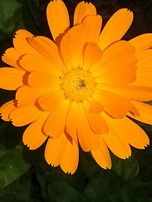 Calendula - Wikipedia