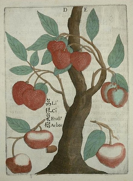 "Lici Fruit Tree" in Michal Boym's Flora Sinensis (1657)