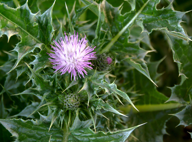 File:Flora of Tunisia, Feb 2013.jpg