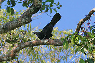 Flores crow Species of bird
