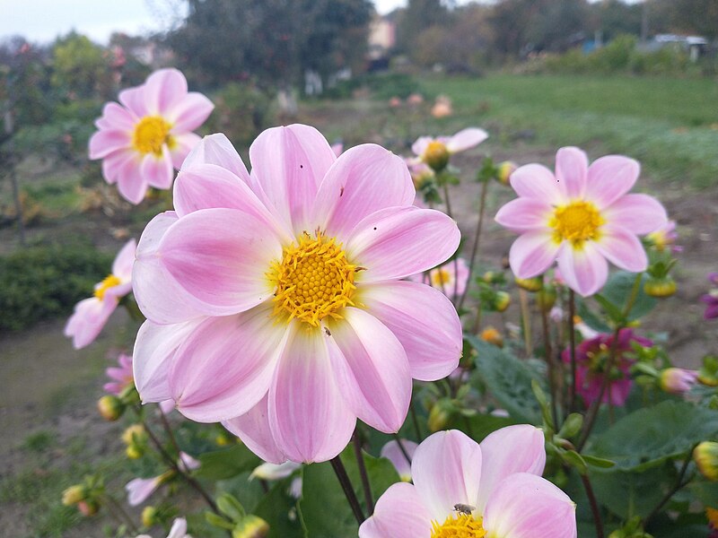 File:Flowers (Choryń) (1).jpg