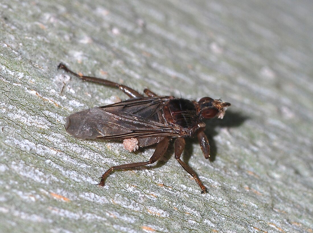 Pseudolynchia canariensis