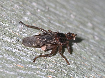 Phoretic mites on a fly (Pseudolynchia canariensis)
