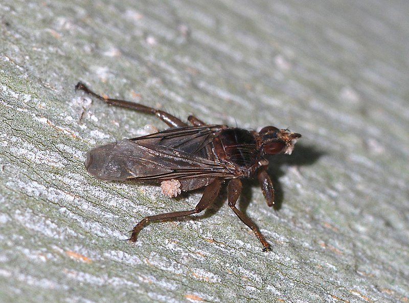 File:Fly June 2008-2.jpg