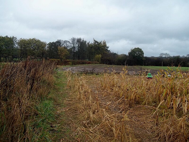 File:Footpath and Maize Field near North Farm House - geograph.org.uk - 4238610.jpg