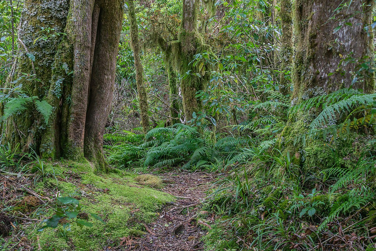 Национальный парк Эгмонт новая Зеландия лес гоблинов