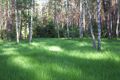 Forest with grass Las z trawami w runie