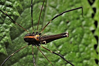 <i>Forsteropsalis pureora</i> Species of long-legged harvestman in the family Neopilionidae