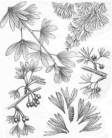 Fosszilis Ginkgoales.jpg