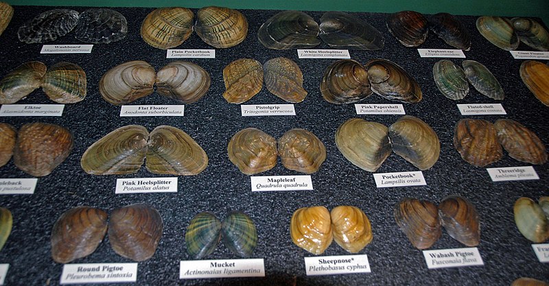 File:Freshwater bivalve shells (Holocene; midwestern USA) 3.jpg
